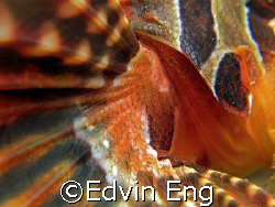Beautiful & Dangerous Wing! Taken In Anilao with Canon G7. by Edvin Eng 